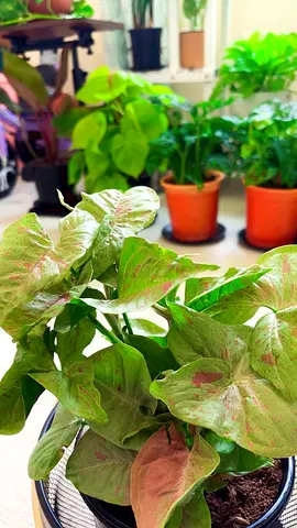 Indoorplant for sale