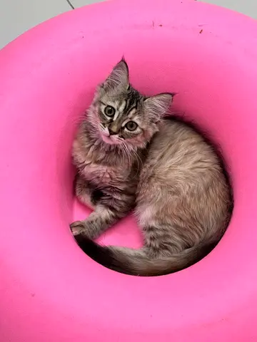 4 month old british shorthair kitten,trained,vaccinated