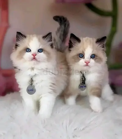 Ragdoll kittens