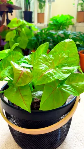 Indoorplant for sale