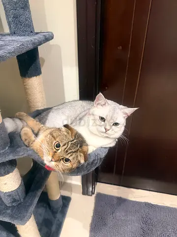 Two Friendly Cats Looking for New Home — Bonded Pair