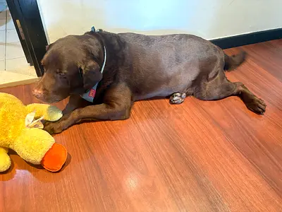 Dog - Labrador