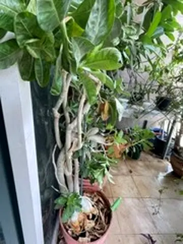 Outdood mixed plants trunk desert rose/ficus/ornamental potted plant - ready to place