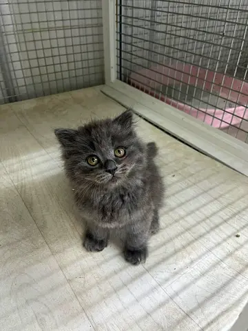 Young fluffy grey kitten available for adoption - friendly and playful