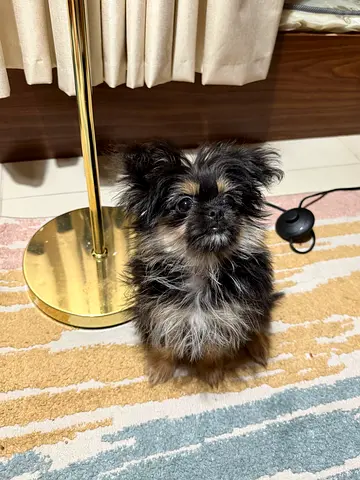 Pomchi Puppy
