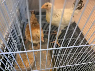Pair of healthy young chickens for adoption