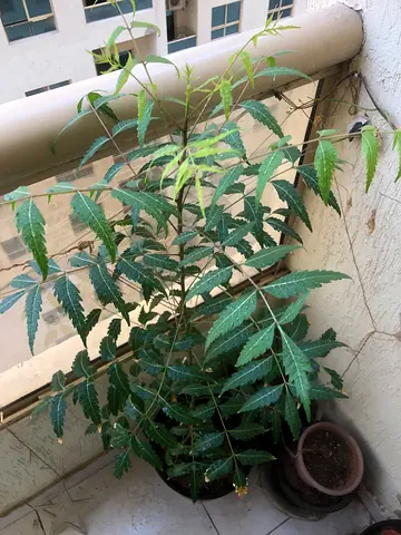 Young potted neem outdoor tree/plant - ready for transplant