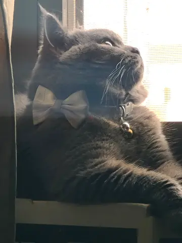 Loving cat for adoption urgent