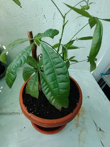 MOVING OUT SALE: Money Tree
