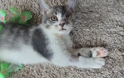 Beautiful affectionate Arabian Mau kittens for adoption
