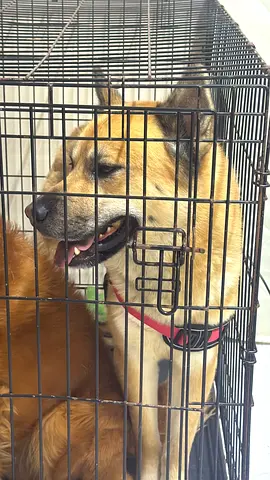 Looking for a Loving Home for Davis 🐶
