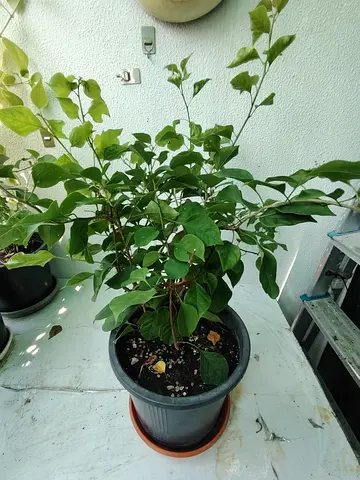 MOVING OUT SALE: Bougainvillea Outdoor Plant