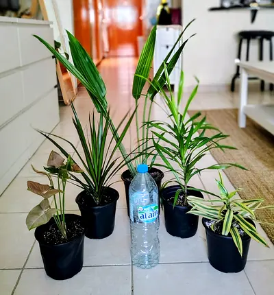Indoor plant bundle — 5 assorted potted houseplants (ready to rehome)