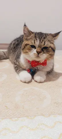 Cats for free adoption