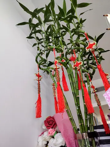 MOVING OUT SALE: Large Lucky Bamboo Arrangement in Tall Glass Vase (9 PCS)