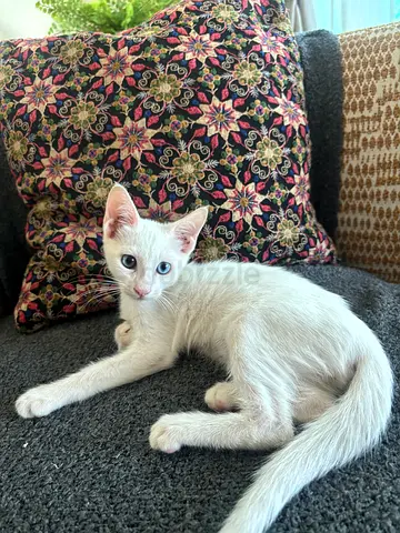white kitten for adoption
