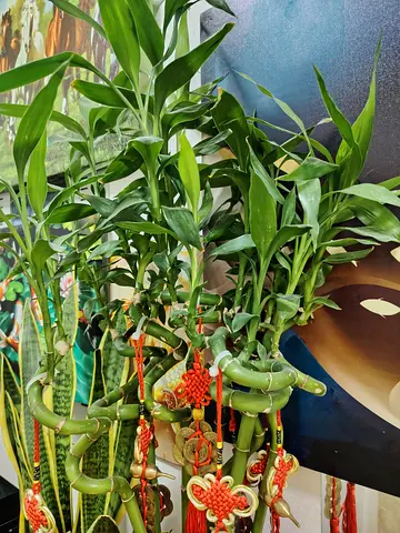 MOVING OUT SALE: Lucky Bamboo (Dracaena sanderiana) - Multiple Stalks, Ready for Home or Office