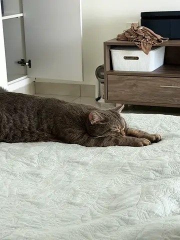 British cat free adoption