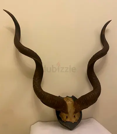Antique Authentic Kudu Antelope Horns -Wall Decoration - Unique Home Decor - Interior Design Art
