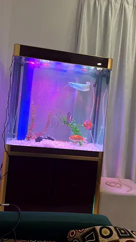 150L Glass Fish Aquarium with Cabinet, LED Lighting and Accessories