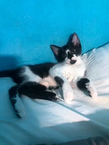 PERSIAN KITTEN PANDA
