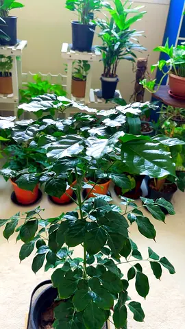 China doll indoor plant for sale
