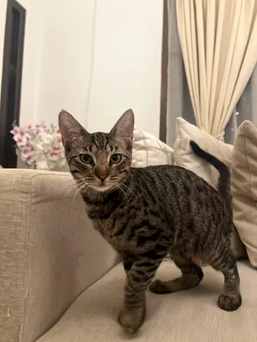 Giving cat for adoption