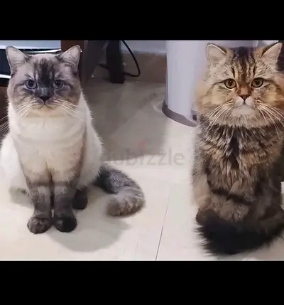 Free Adoption – Leo & Kai 🐾♥️
