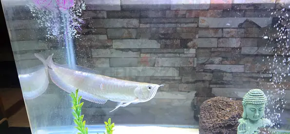 Fish, Arowana (silver 18cm)