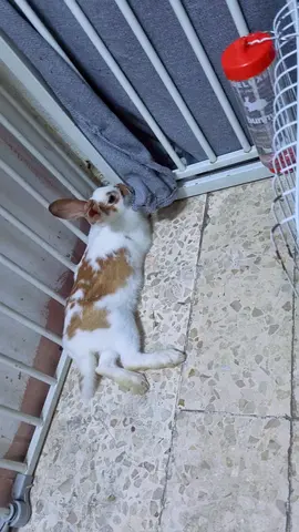 Young white and brown rabbit pair — friendly, home-reared