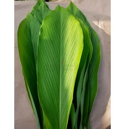 Freshly plucked turmeric leaves available for sale in bur dubai