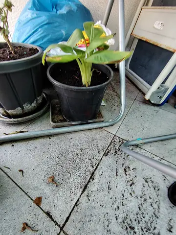 MOVING OUT SALE: Potted indoor banana plant in black plastic pot