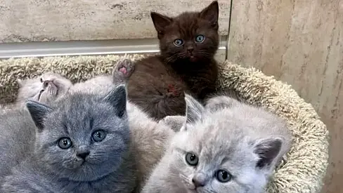 Chocolate British shorthair kittens