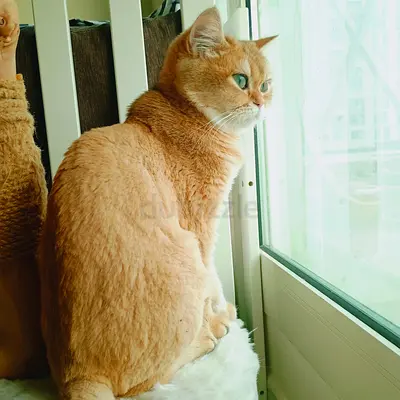 Pure luxury Ukraine country golden British shorthair female cat