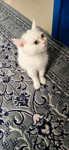 Kitten