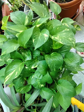 MOVING OUT SALE: Healthy Golden Pothos (Epipremnum aureum)