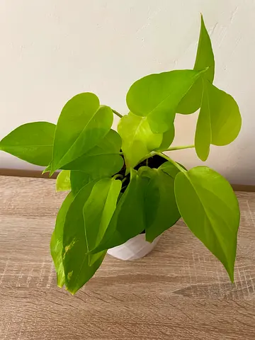 Neon Pothos with pot