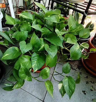 URGENT: MOVING OUT SALE- Healthy Golden Pothos (Epipremnum aureum)