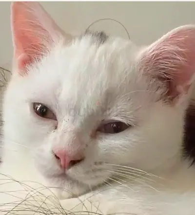 Turkish Angora Kitten is for adoption!
