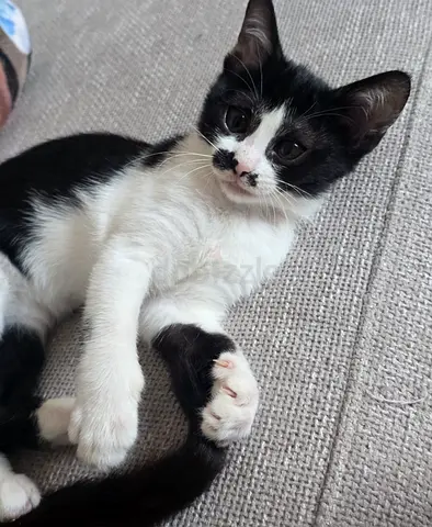 Beautiful affectionate kitten Rascal for adoption