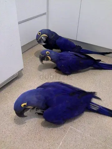 Tamed and Trained Hyacinth Parrots Available