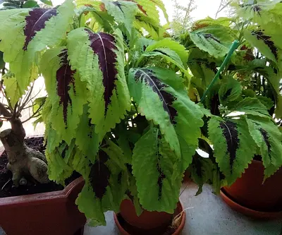MOVING OUT SALE: Coleus potted outdoor plant - healthy, large foliage