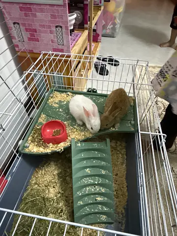Bunnies
