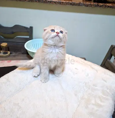 Adorable Kittens ready for new home