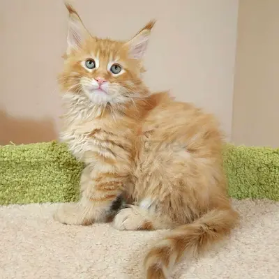 Mainecoon Kittens For Forever Adoption