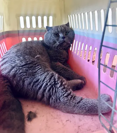 Pure British Shorthair Male – Loving Foster or Forever Home Needed 🐾