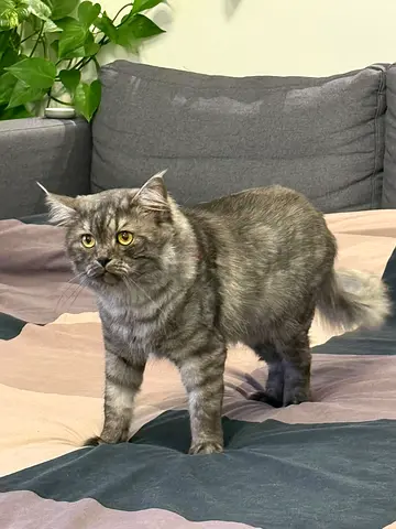 Cat for adoption