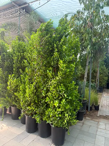 I’m selling plants in doors and outdoor doors home delivery free and we are doing landscaping work