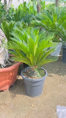 I am selling plants indoor outdoor everything available we are doing landscaping also