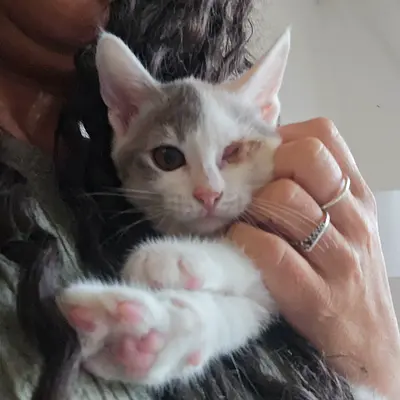 Adorable Kitten Wink for adoption